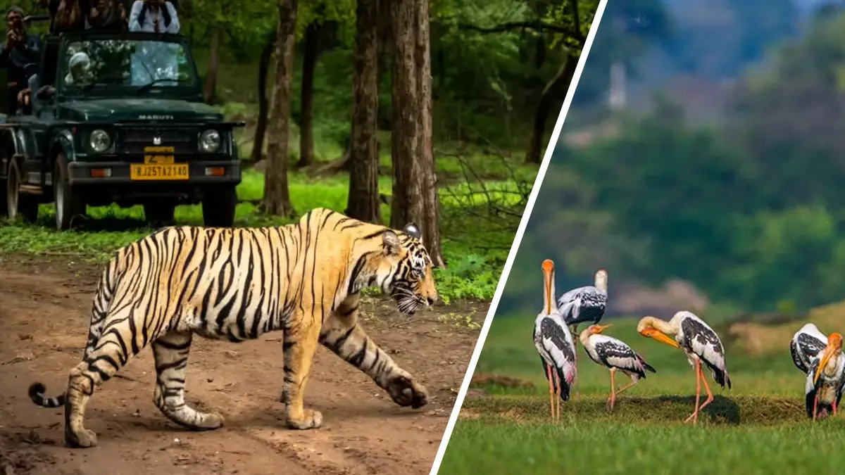Top 20 National Parks in India – Best Wildlife Destinations